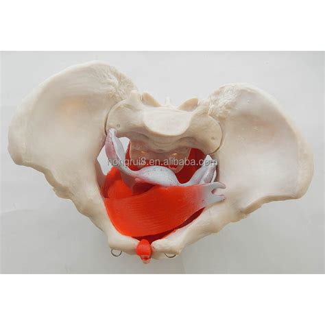 P Lvico Femenino Con M Sculos Y Rganos Modelo Anatomico De Pelvis