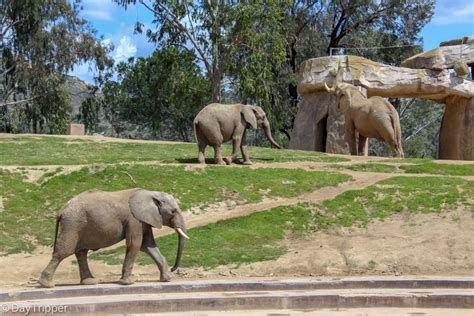 The San Diego Zoo Safari Park Tips And Other Fun Things To Do Daytripper