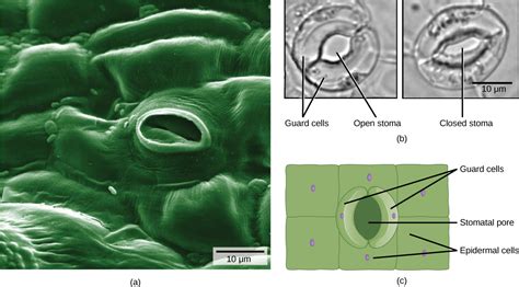 Stems Openstax Biology 2e