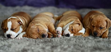 Puppy Sleeping Wallpapers on WallpaperDog