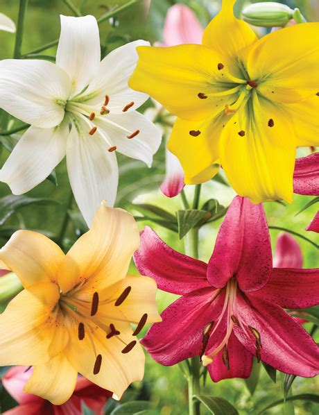 Asiatic Lilies Tesselaar