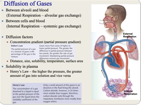 Respiratory System Gas Exchange And Transport Flashcards Quizlet