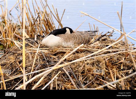 Geese Nesting Hi Res Stock Photography And Images Alamy