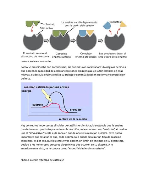 Cat Lisis Enzim Tica Fisicoqu Mica Cat Lisis Enzim Tica Qu Es La