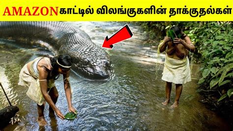 வலஙககளடம சககய மனதரகள 13 Animals Attacks In Amazon Forest