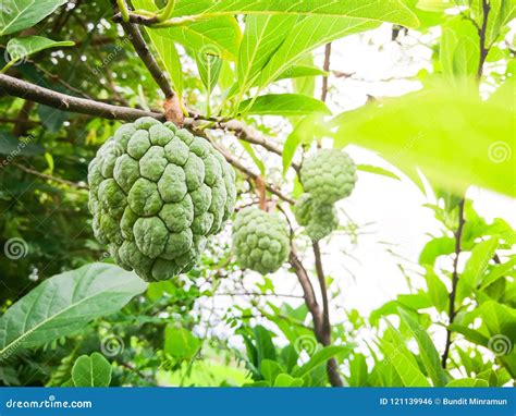 A Branch Of Annona Squamosa Leaves Royalty-Free Stock Photo ...