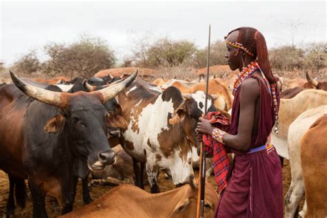 Maasai Cattle Stock Photos, Pictures & Royalty-Free Images - iStock