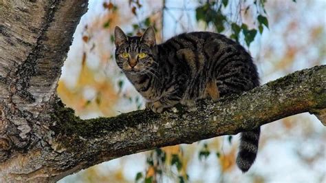 Katzenschutzverordnung Tritt In Kraft