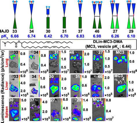 纳米人 Jacs 单组分多功能可电离两亲性janus树状大分子mrna递送系统