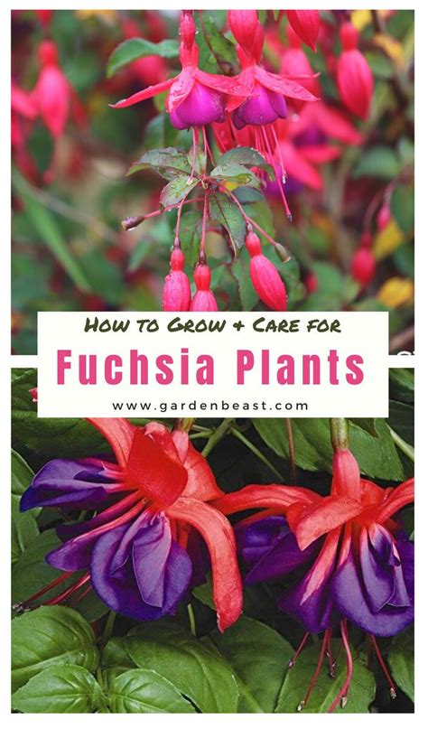 Complete Guide To Fuchsias How To Grow Care For Fuchsia Plants Artofit