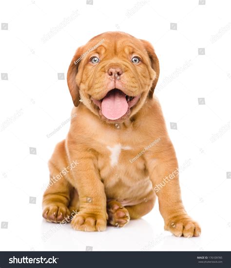 dogs face royalty  images stock  pictures shutterstock