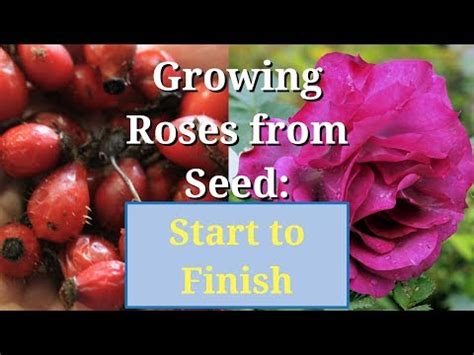 How To Plant Roses From Seeds Gardening Slash