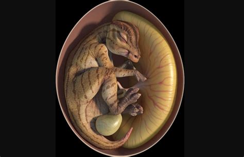 Dinosaur Embryo Picture Among 9 Spectacular Winners In Nature