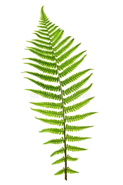 Fern Leaf Green Fern Leaf Isolated On White Background Affiliate