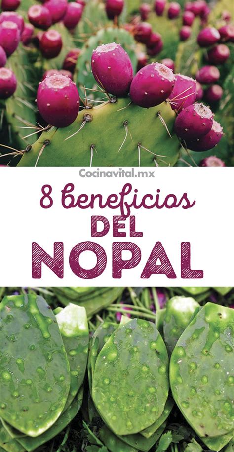 Estos Son Los Beneficios Del Nopal Para Tu Salud Que Debes Conocer