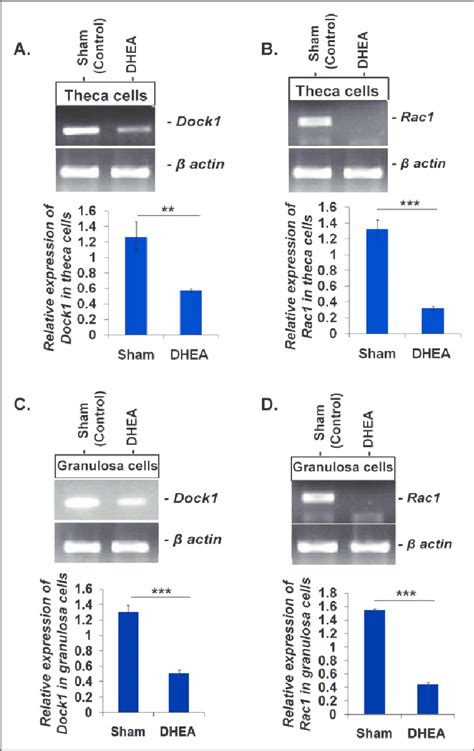 DHEA reduces DOCK1 and RAC1 expression in both theca and granulosa ... 