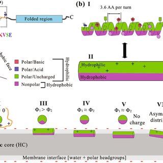 Schematic Representation Of Amphipathic Helices And Their Interactions