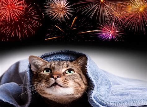 Prepare Your Pets For The 4th Of July Fireworks Katzenworld