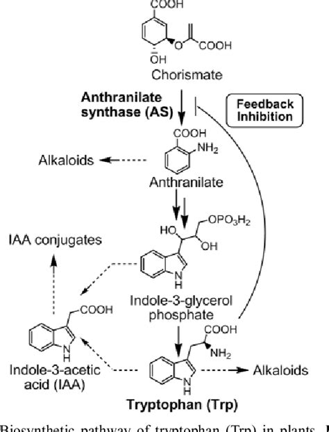 Figure 1 From Metabolic Profiling Of Tryptophan Overproducing Rice