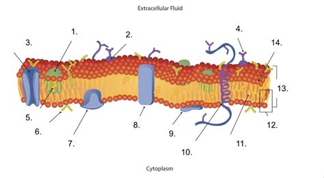 Extracellular Fluid Diagram | Quizlet