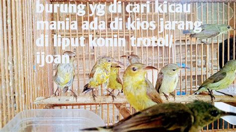 Kios Yang Jarang Di Rewiew Ternyata Stocknya Burung Yg Di Cari