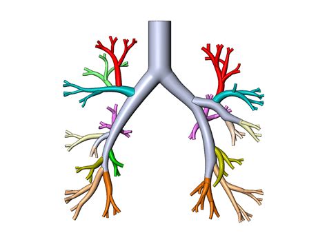 Fichier Stl Mod Le D Impression D De L Arbre Bronchiquemod Le Pour