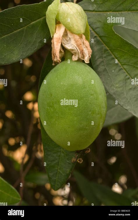 Fruit of Passion flower Passiflora caerulea, Passifloraceae Stock Photo - Alamy