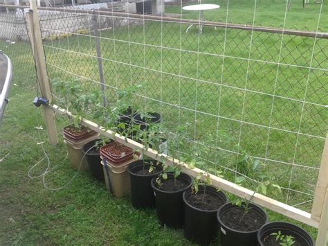 Hydroponic vs soil best boy tomato's - Other Growables - Growery ...