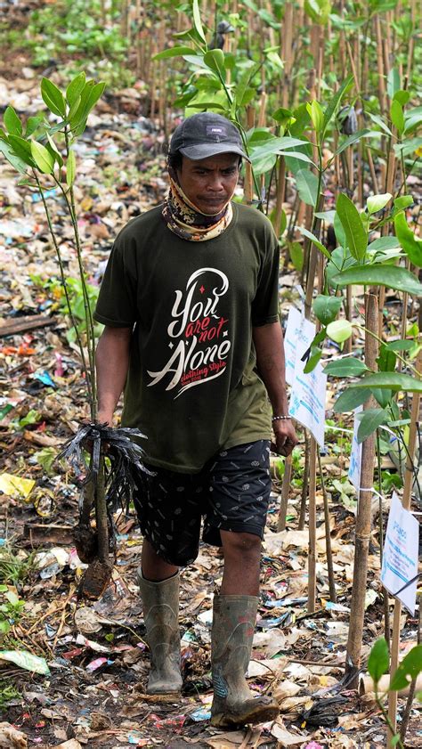 FOTO Hari Mangrove Sedunia 1 000 Pohon Bakau Ditanam Di Pesisir Jakarta