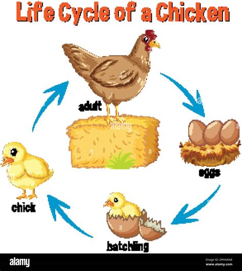 Ciclo De Vida De Una Ilustraci N De Pollo Imagen Vector De Stock Alamy