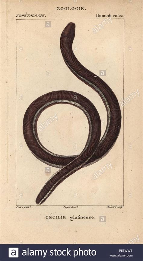 Caecilian Stock Photos And Caecilian Stock Images Alamy