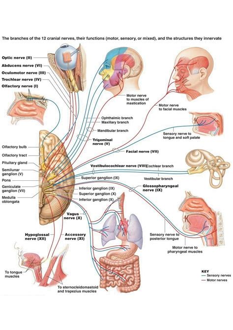 Solution Cranial Nerve Studypool