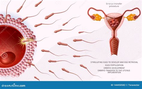 Microscopic Sperm Cells Around Of Human Egg Banner Stock Vector