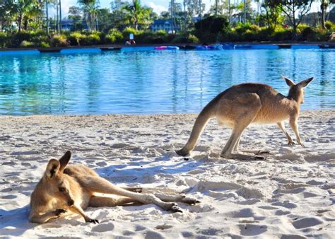 17 Things That Are Oh So Aussie for Christmas | AGFG