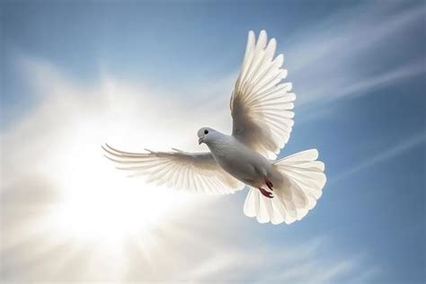 White Dove Stock Photos, Images and Backgrounds for Free Download