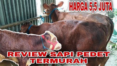 Review Sapi Pedet Simental Termurah Harga 55 Juta Kandang Mas Ilham