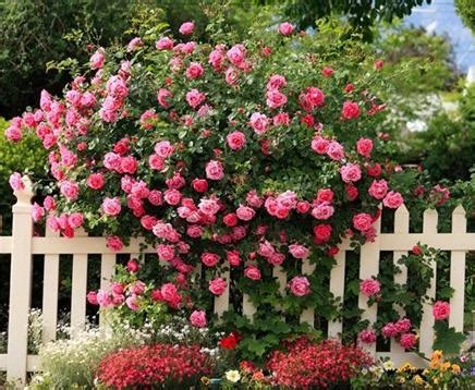 Мелкоцветковые розы кустовые сорта фото и названия