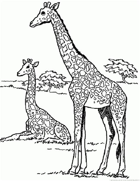 Swiss-sharepoint: Zebra And Giraffe Coloring Pages