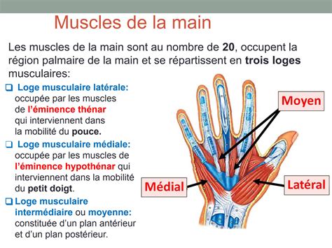 solution  les muscles de la main studypool