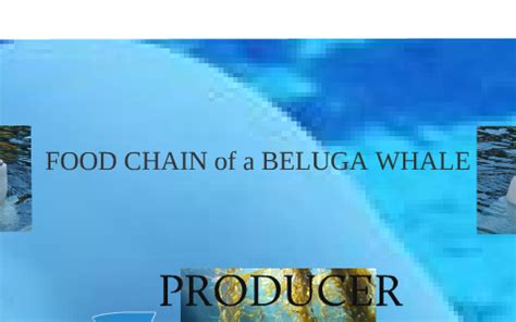 FOOD CHAIN of a BELUGA WHALE by JILLIAN STANG on Prezi