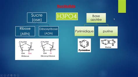 Les Acides Nucl Iques G N Tique Chapitre Biologie Me Ann E Youtube