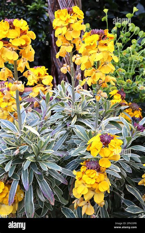 Erysimum Cheiri Fragrant Star Wallflower Fragrant Star Golden