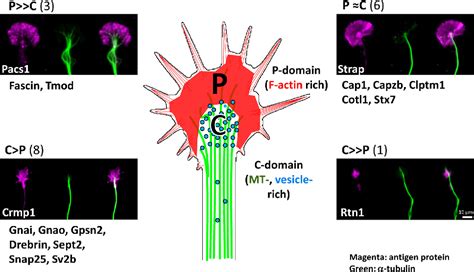 Figure From Proteomic Identification Of The Molecular Basis Of