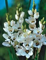 FLOWERS ENCYCLOPAEDIA: Ixia flower