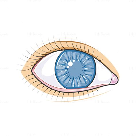 Eye Vector Illustration