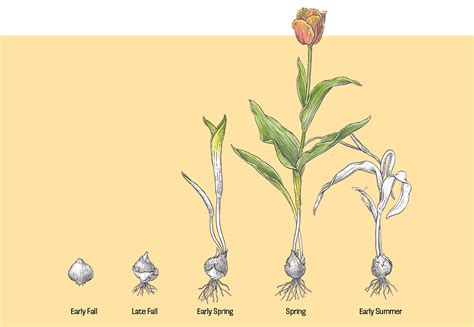 What Is The Lifecycle Of A Tulip