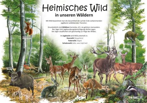 Lehrtafeln Rund Um Das Thema Wald Flora Und Fauna Im Wald Natur Im