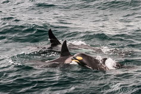 Proving Cetacean Intelligence – Orca Guardians Iceland