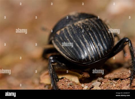 Dung Beetle Scarabaeus High Resolution Stock Photography And Images Alamy