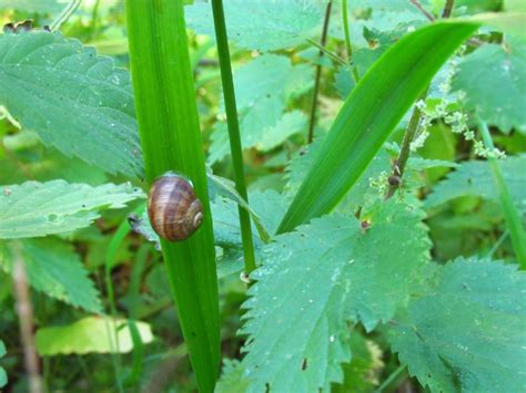 4 einfache Waldbaden Übungen für deinen Spaziergang Wald von Ameise